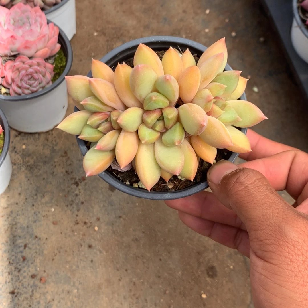 我们的产品也越来越难做到品质