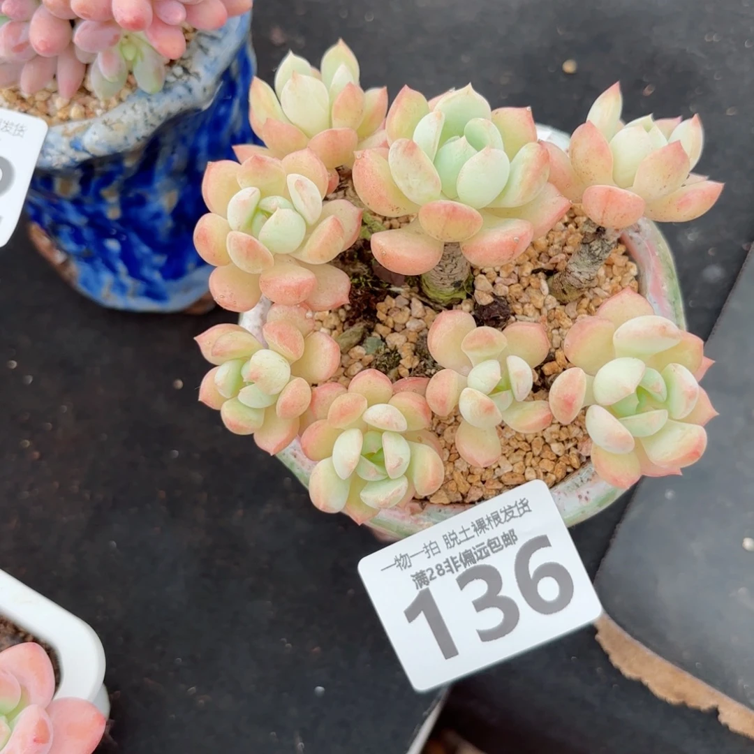 蜜桃格林老桩无盆土发货