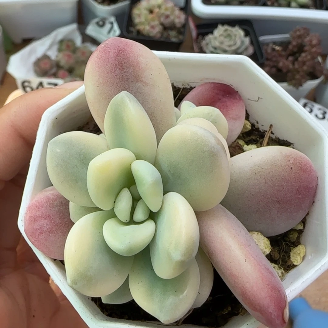 洛神锦双头一颗量拍