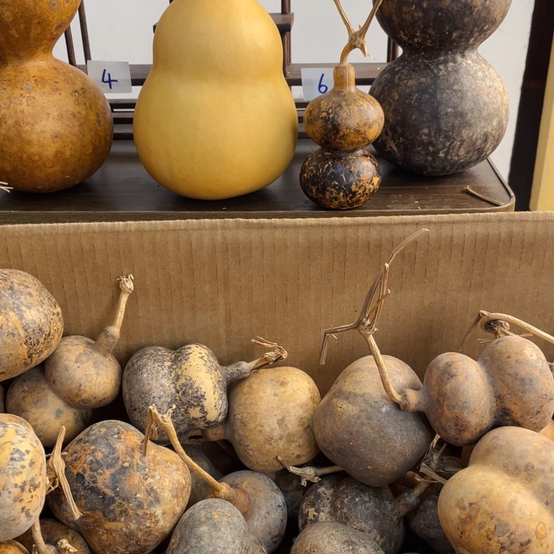 香榧木那*葫芦葫芦