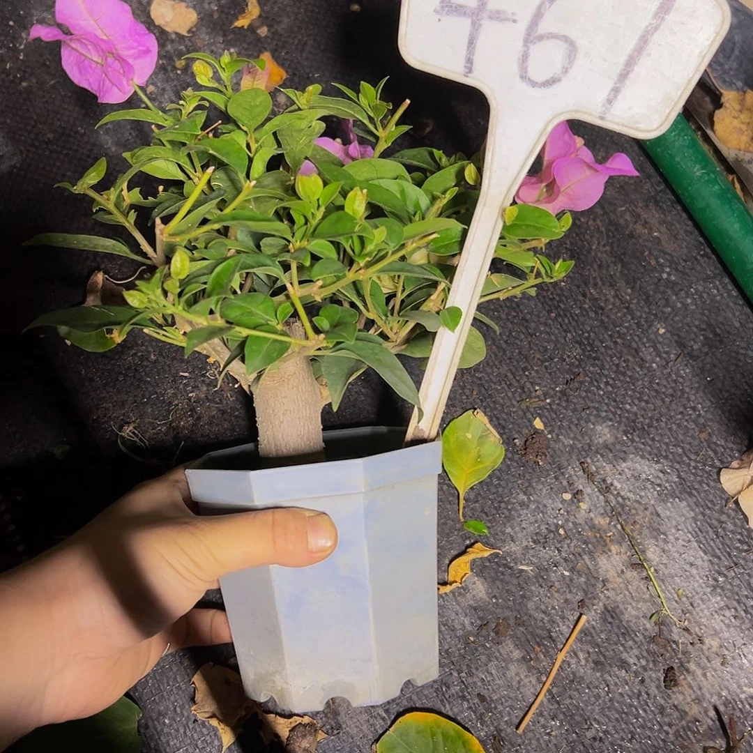 当前无花栽培后可以开花  巴西紫  坨 大宝  467