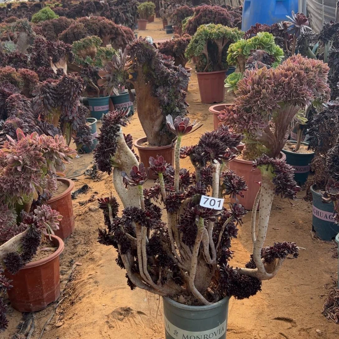 青*有伤黑缀701高42