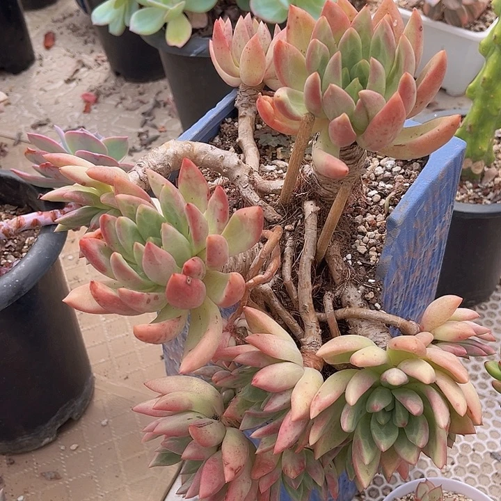 仙贝2152多肉植物