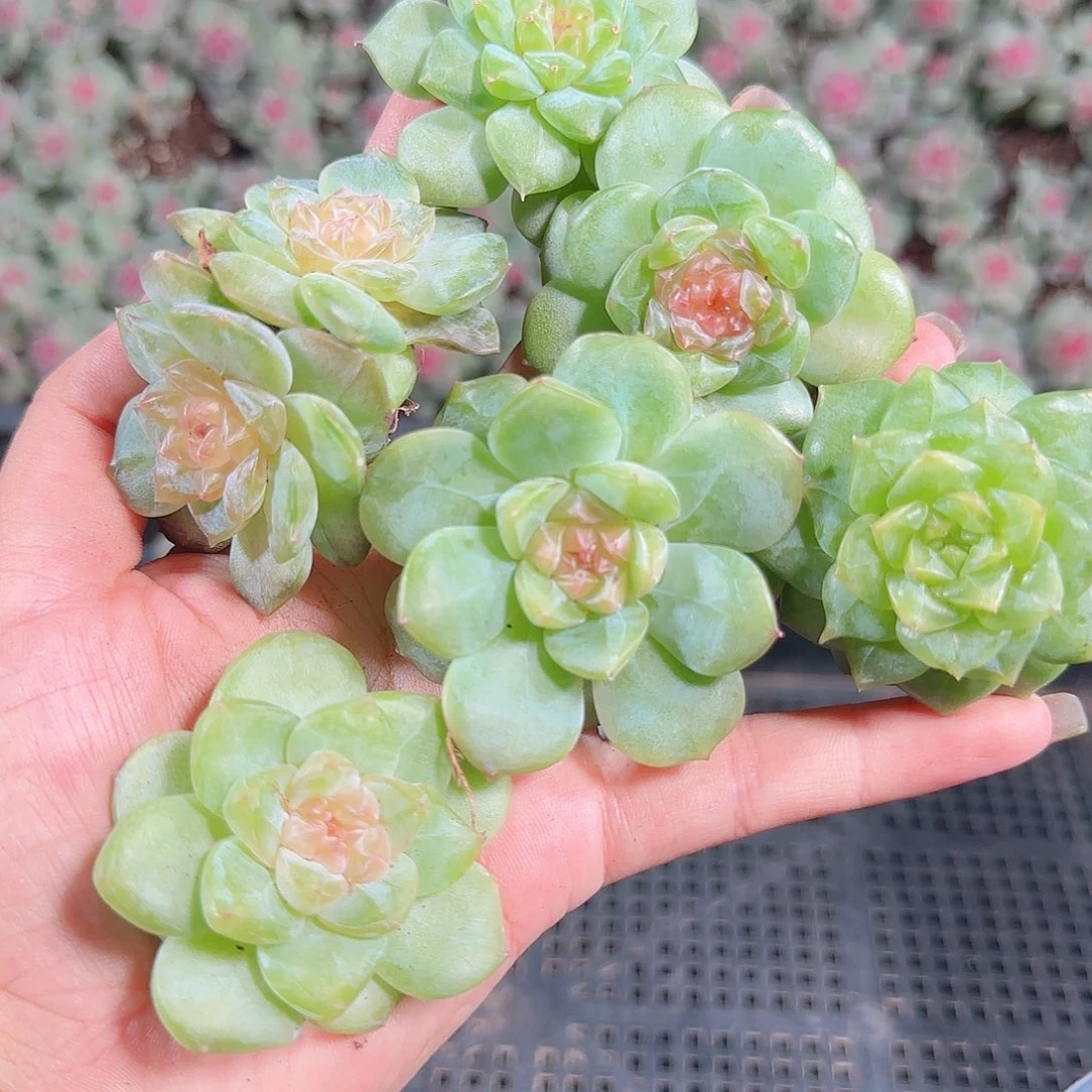 0922---185糖心珍妮