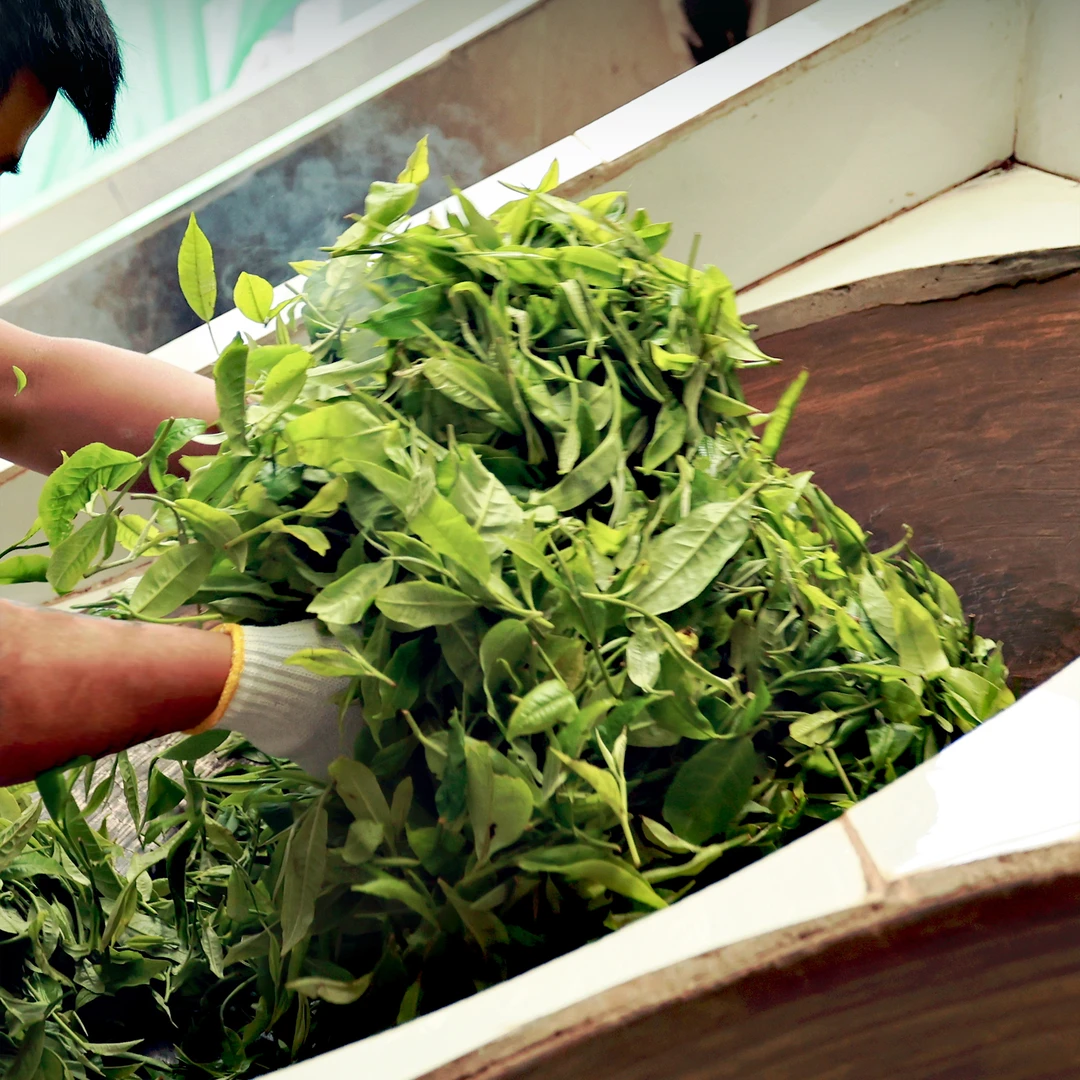 2004年绿印8582 357g 普洱茶 生茶 通用链接