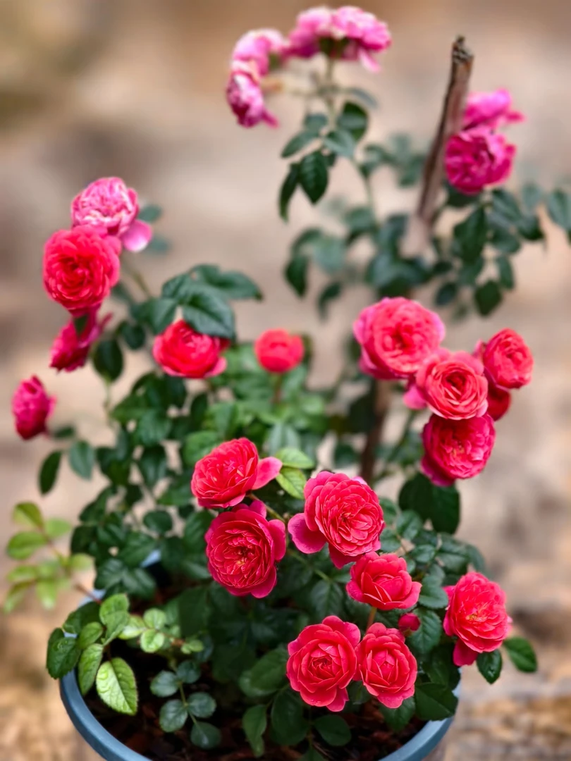 【绝色果汁】月季花一物一拍丰花多头越晒越好看爆花机器适合新手