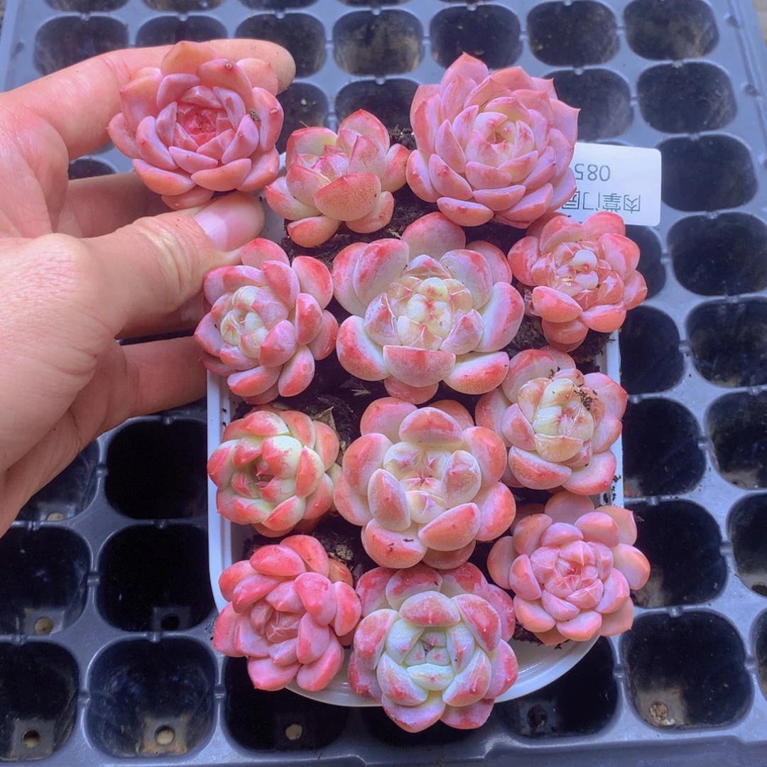 我要去看你的演唱会085