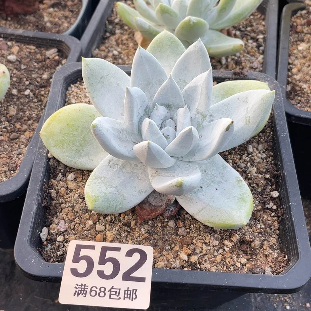 晨溪园艺仙女杯呀