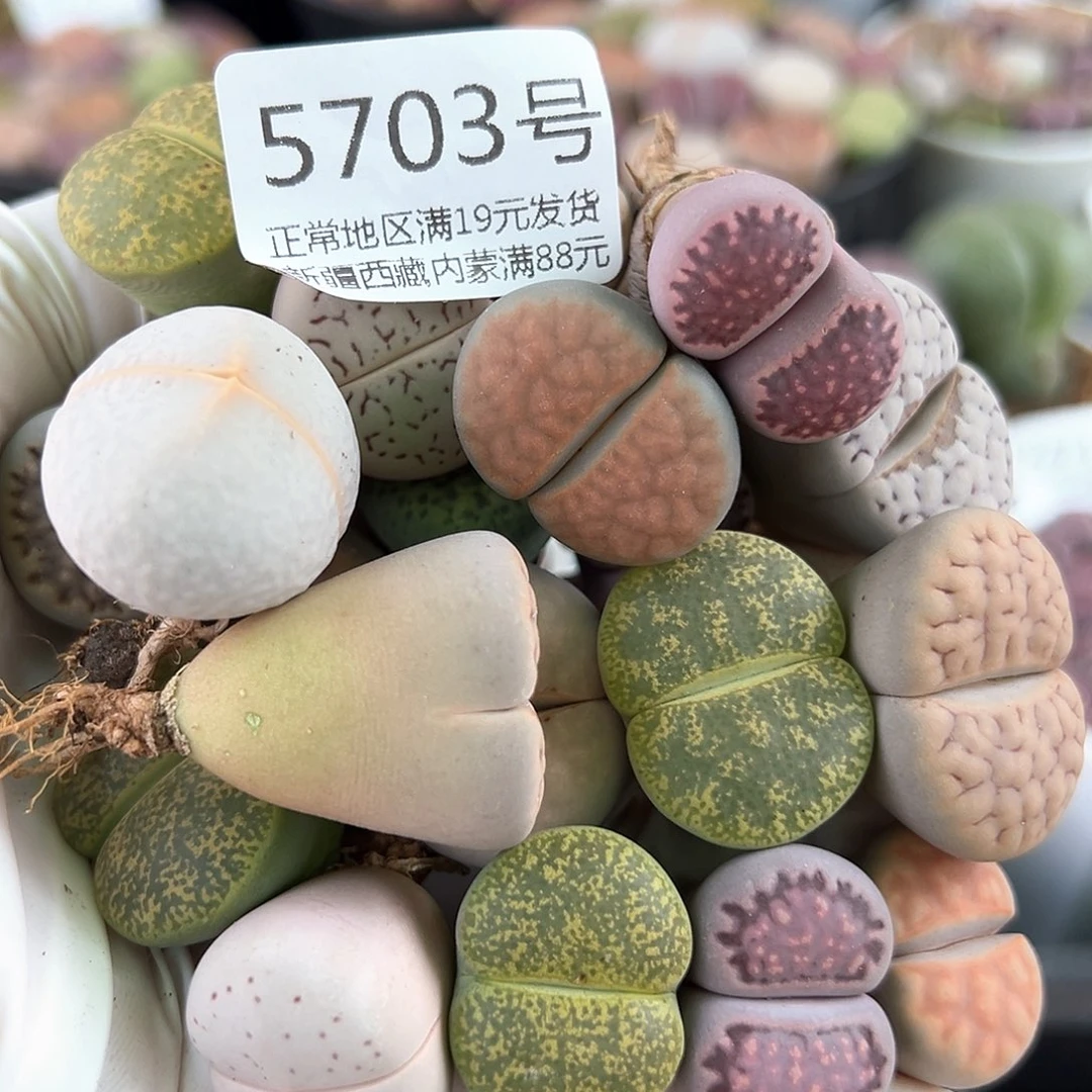 5703 好养易活生石花大母本20个