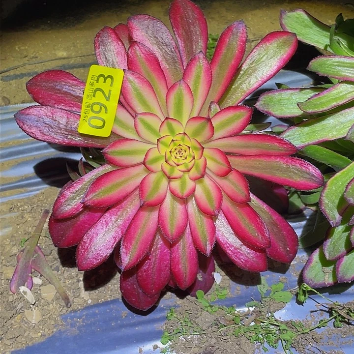 0923高锦女儿红多肉植物