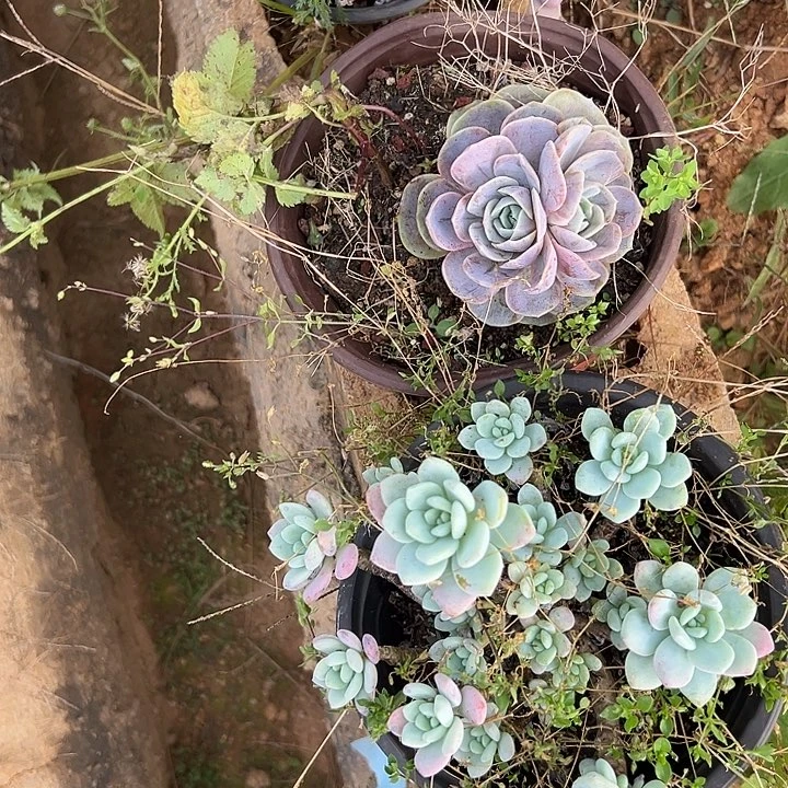 无***言多肉植物实物直播实物159