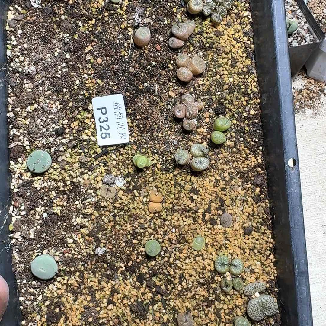 325号多肉植物哇f c v