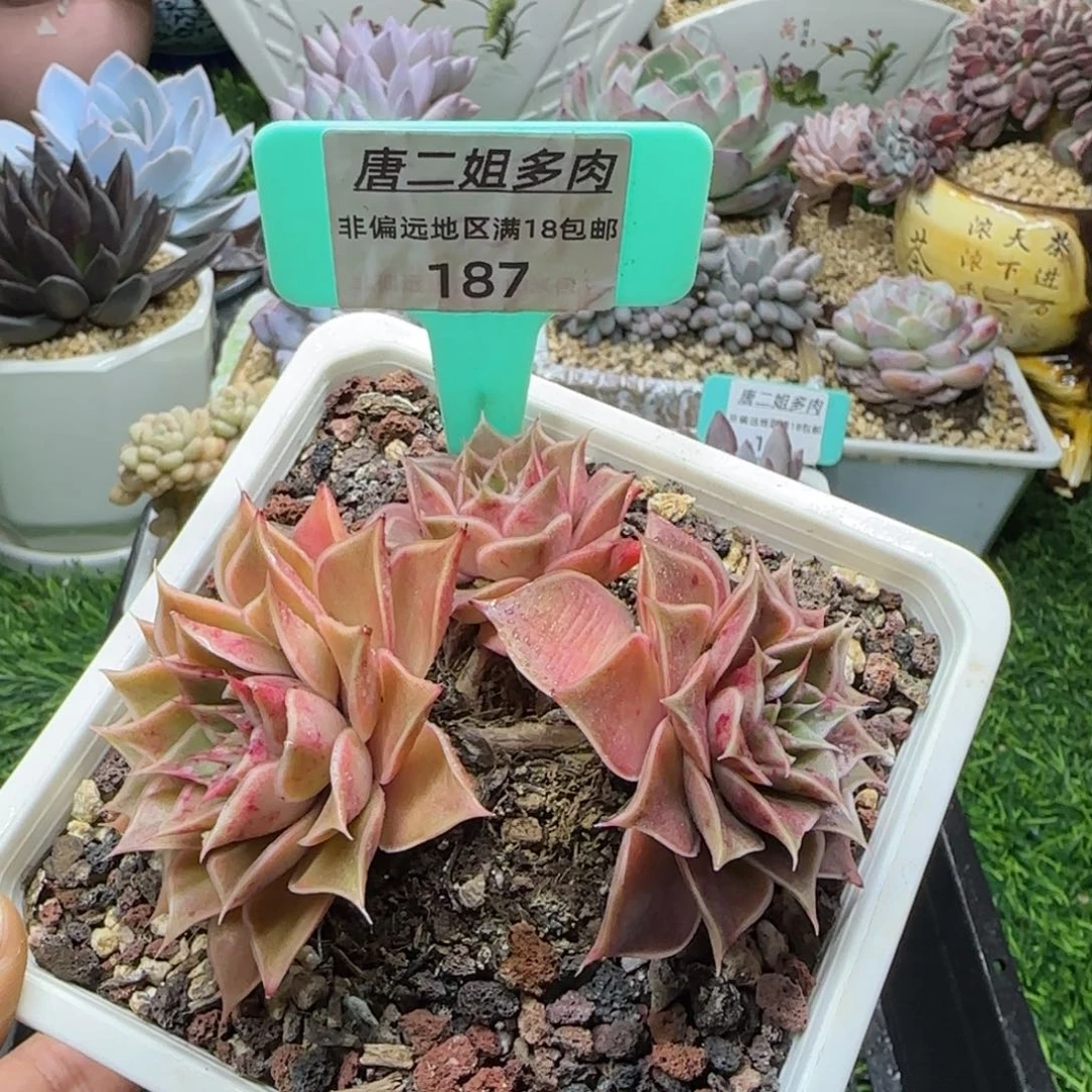 唐二姐多肉编号187