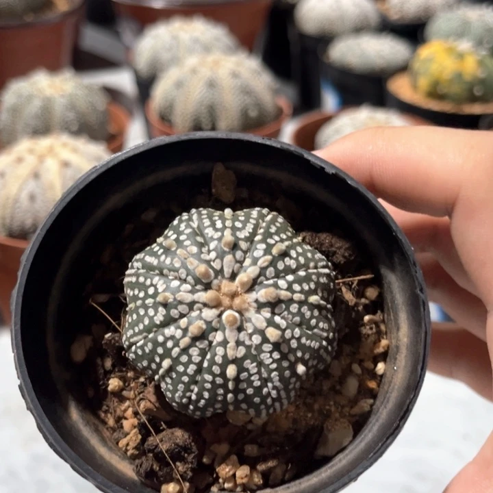 小奇迹一物一拍实生