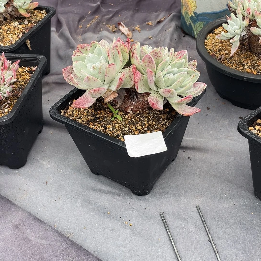 晨溪园艺仙女杯呀