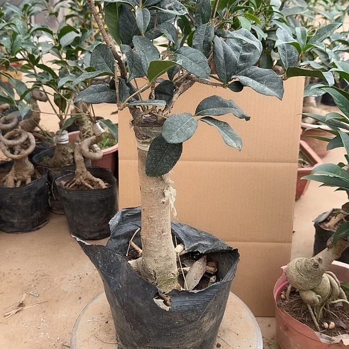 无花朵桂花开始开花了