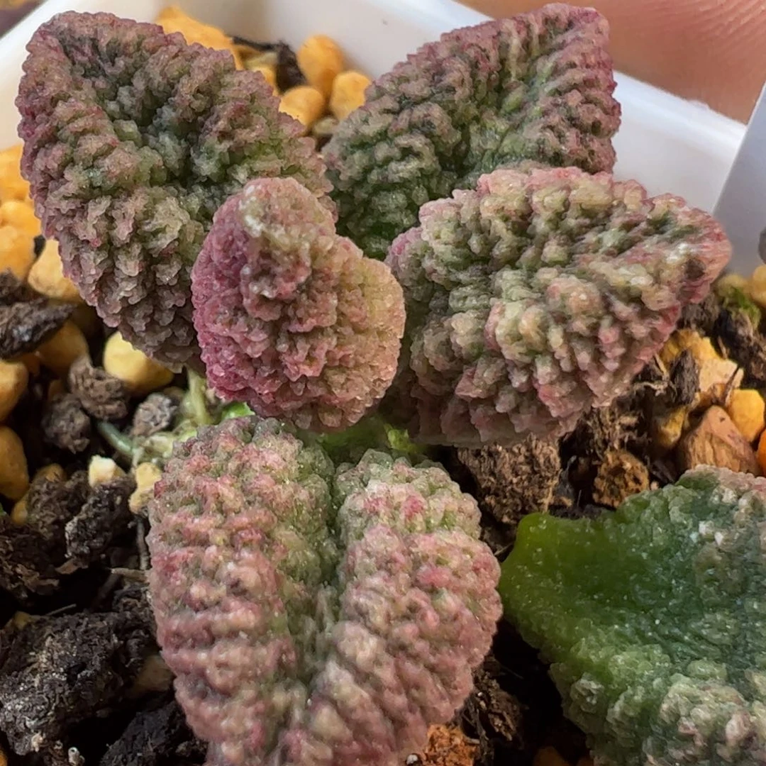 024-8566叶片叶片叶片