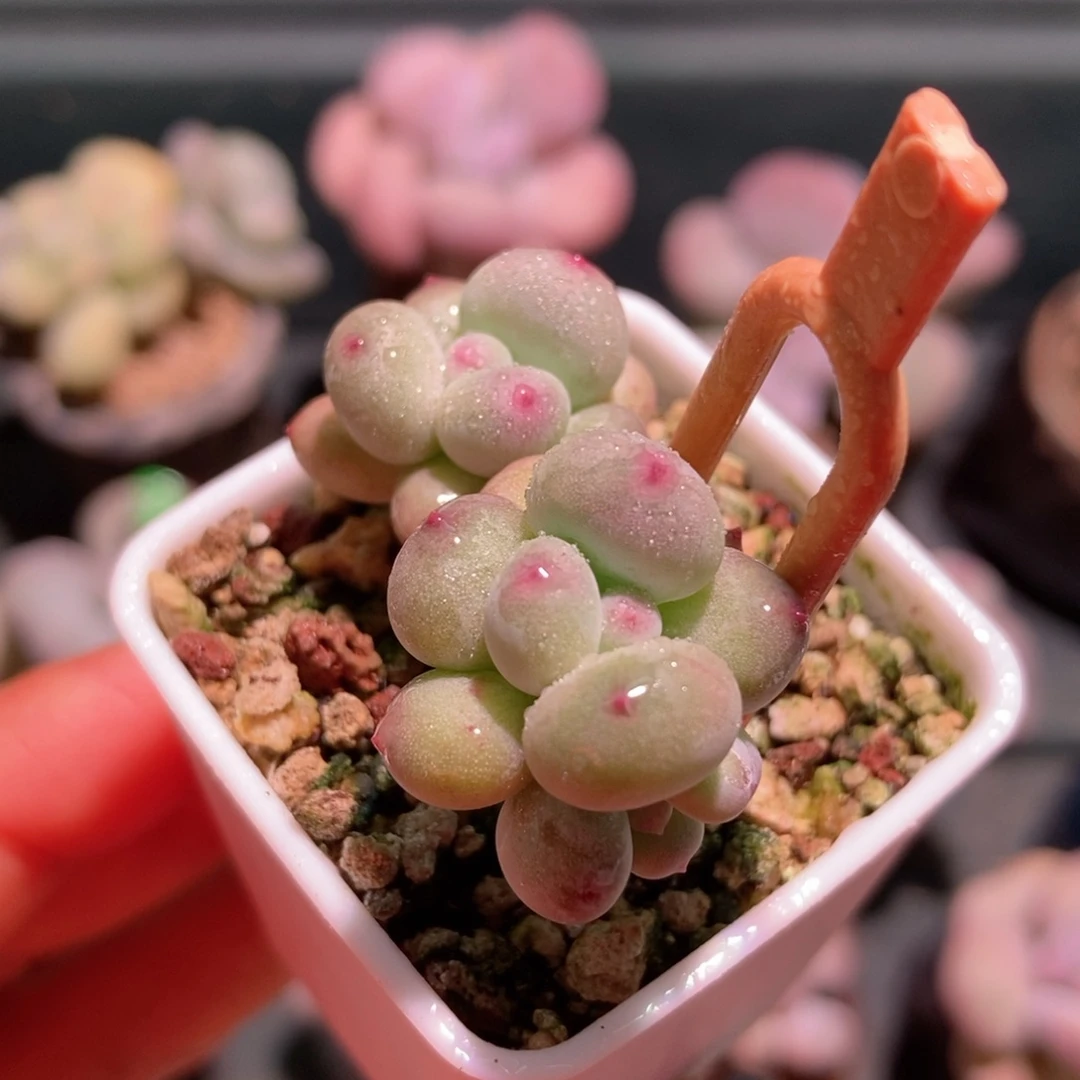 萤火虫奶酪一物一拍