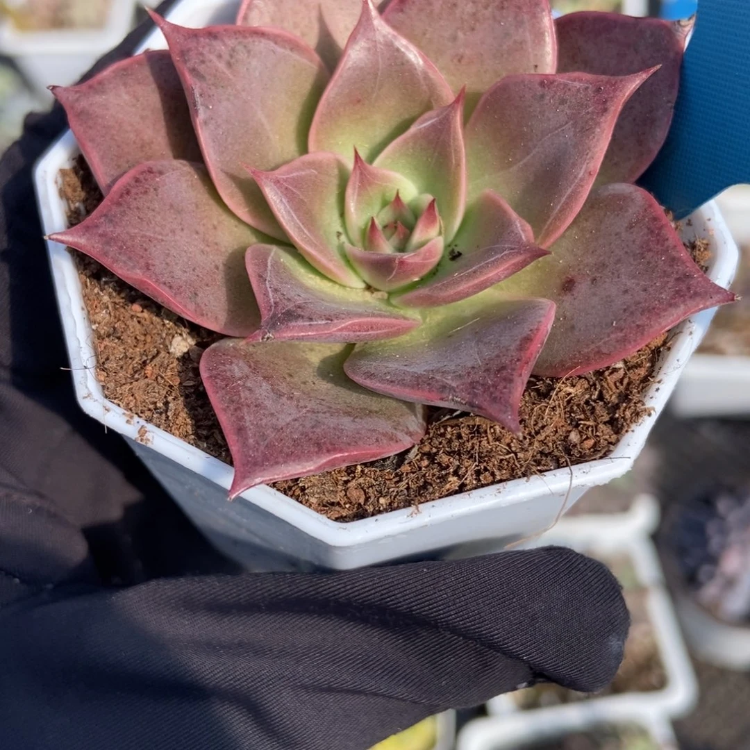 004米亚多肉植物多肉