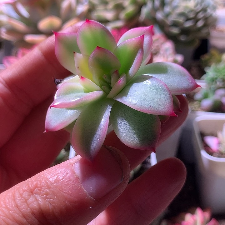 佛罗瑞安娜白覆轮锦砍头