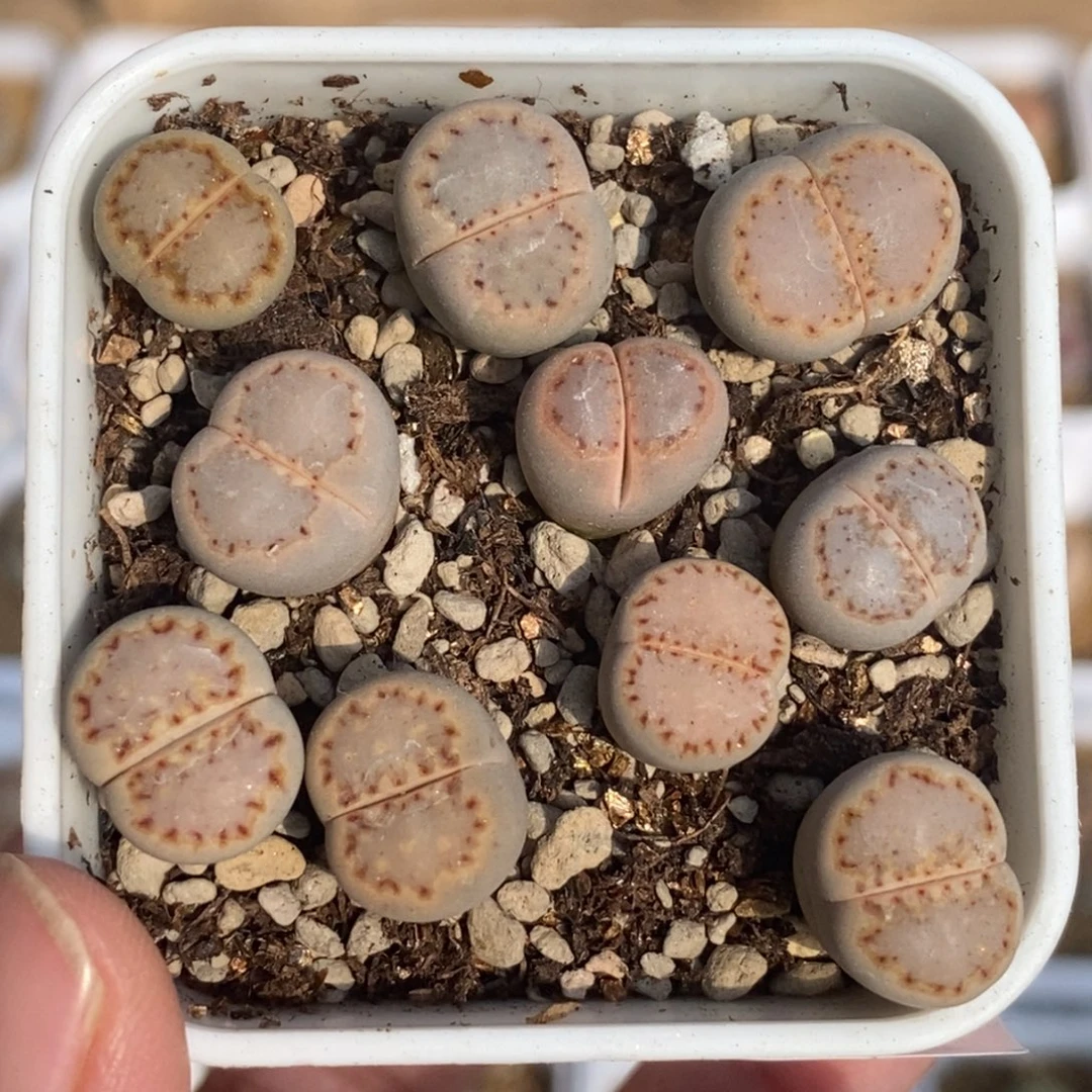 4547 饼干一盒带盆土