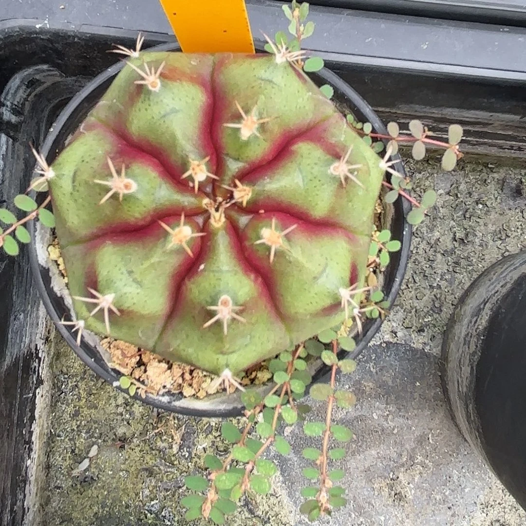 211-1108泰国发货多肉