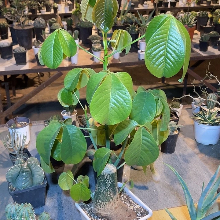 无花朵龟甲木棉大老桩一物一拍