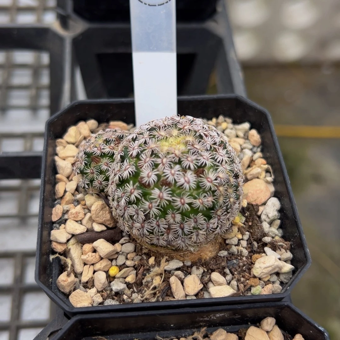 克氏丸多肉植物带盆土242