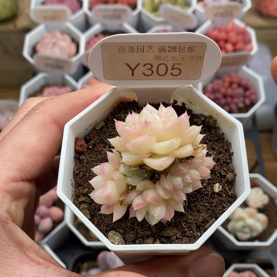 0305 白天鹅 5cm