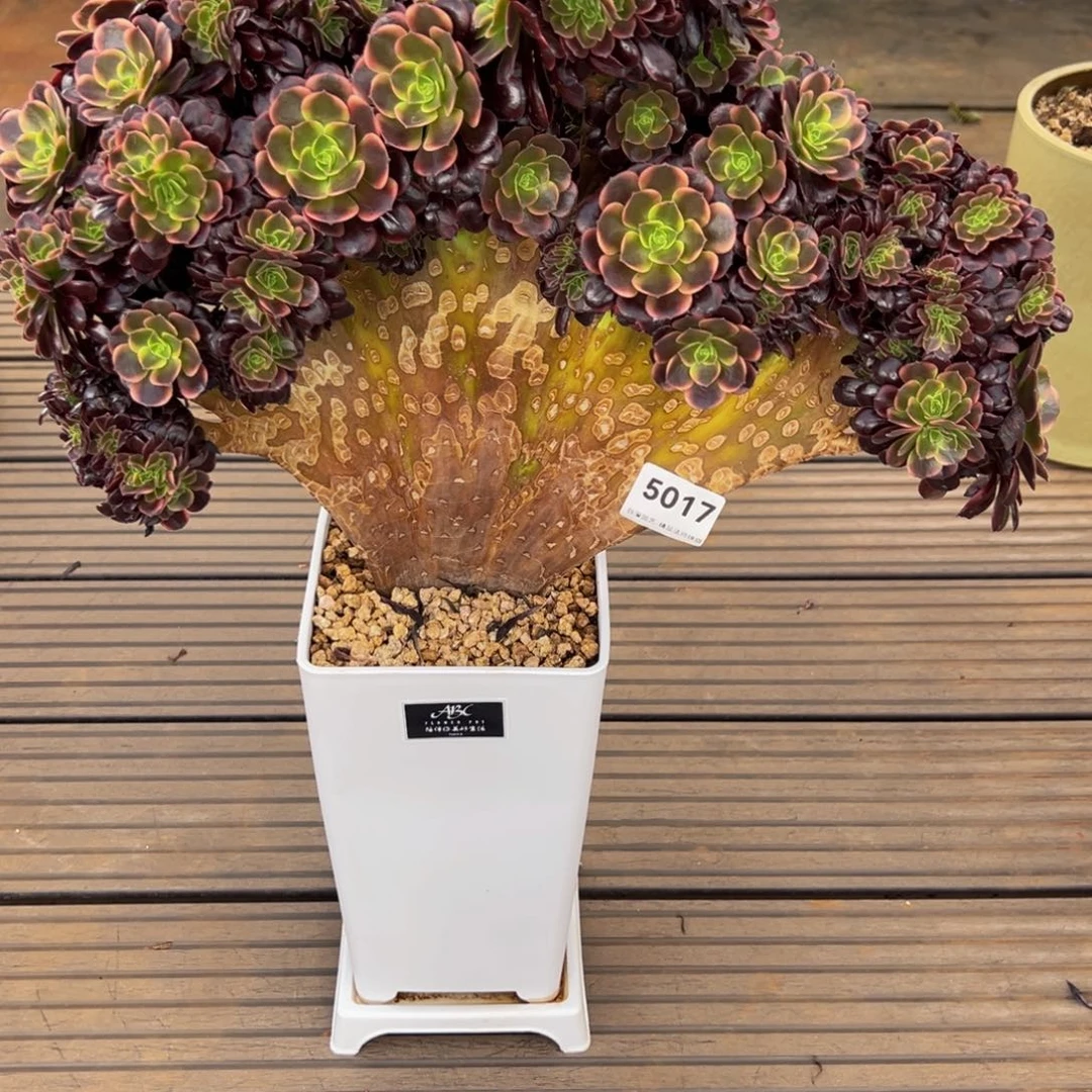 衣**夭5017欧佳丽缀化