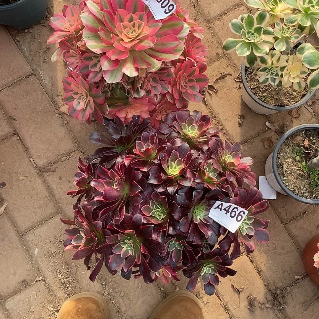 粉女巫多肉法师606金丝雀466