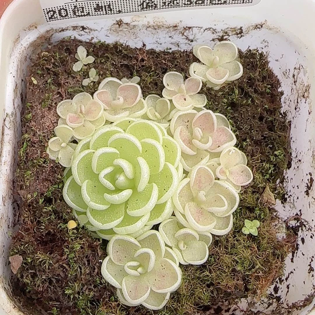多肉0928--301捕虫堇