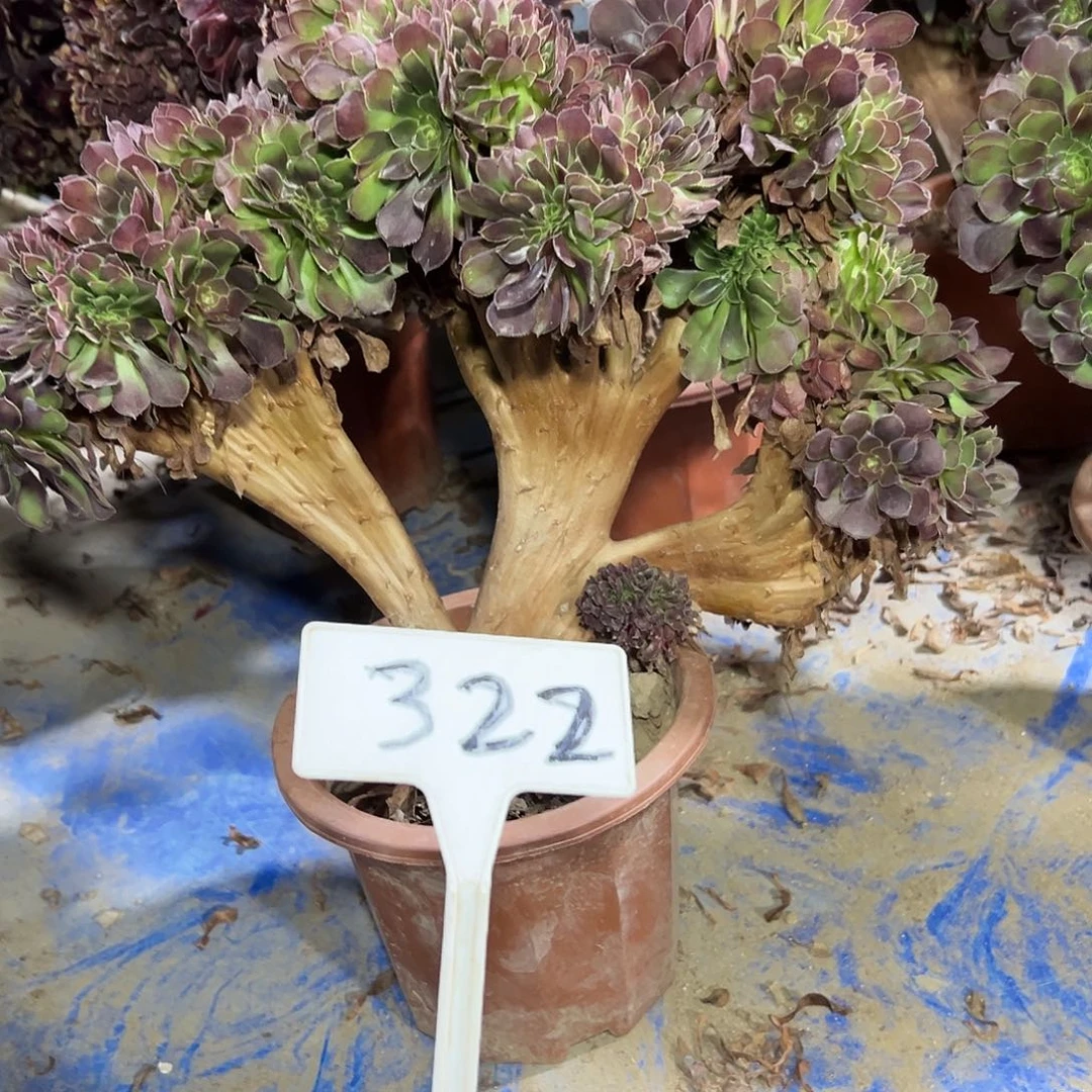 多肉植物玫瑰缀花322