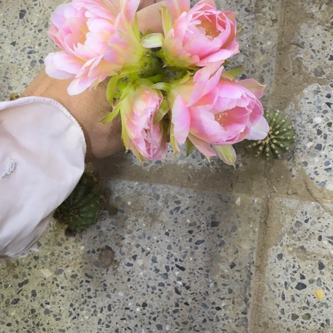 337丽花绿姬歪无根侧牙3公分左右，20包邮