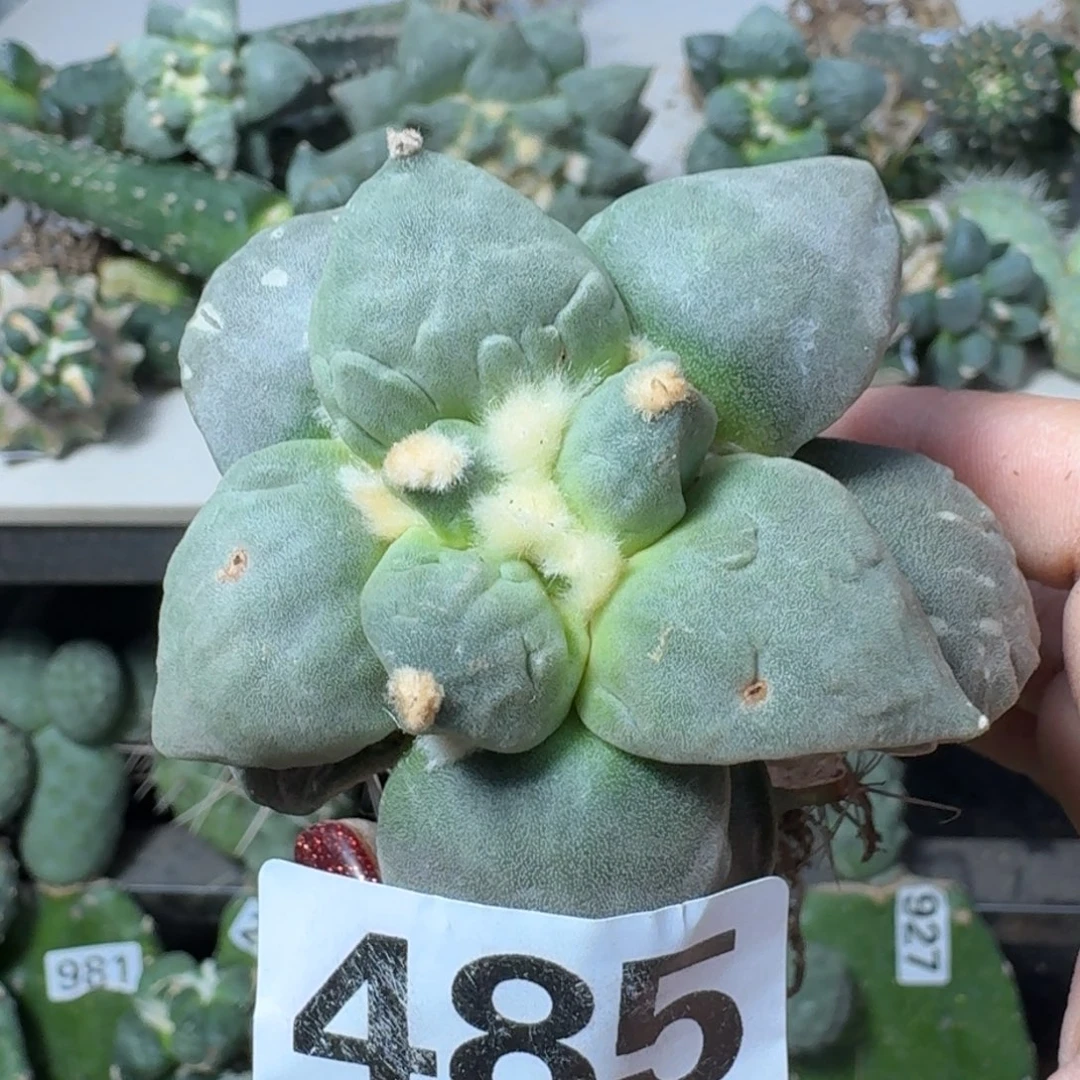 【闪购商品】无花朵开****！丸尤怒485