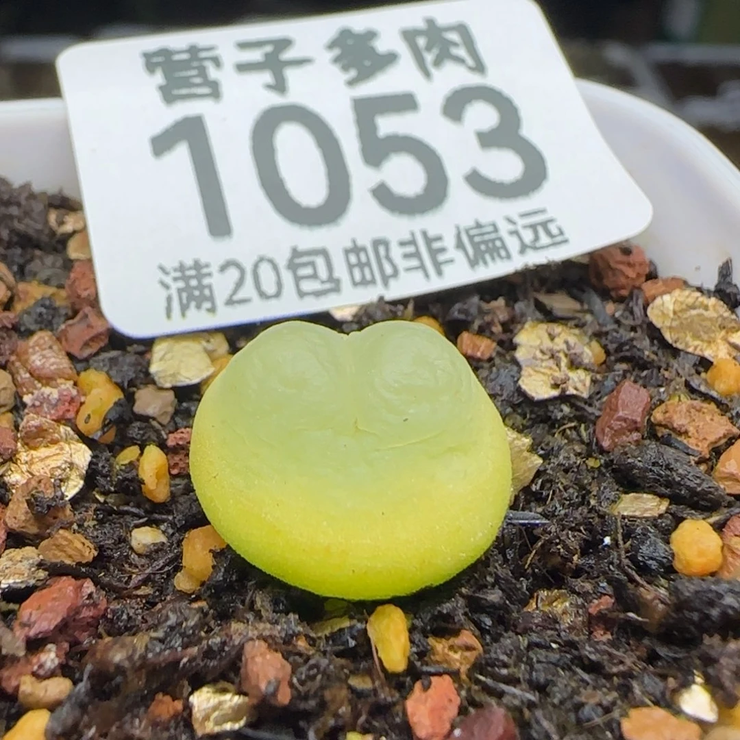 拉登1.3脱土1200。