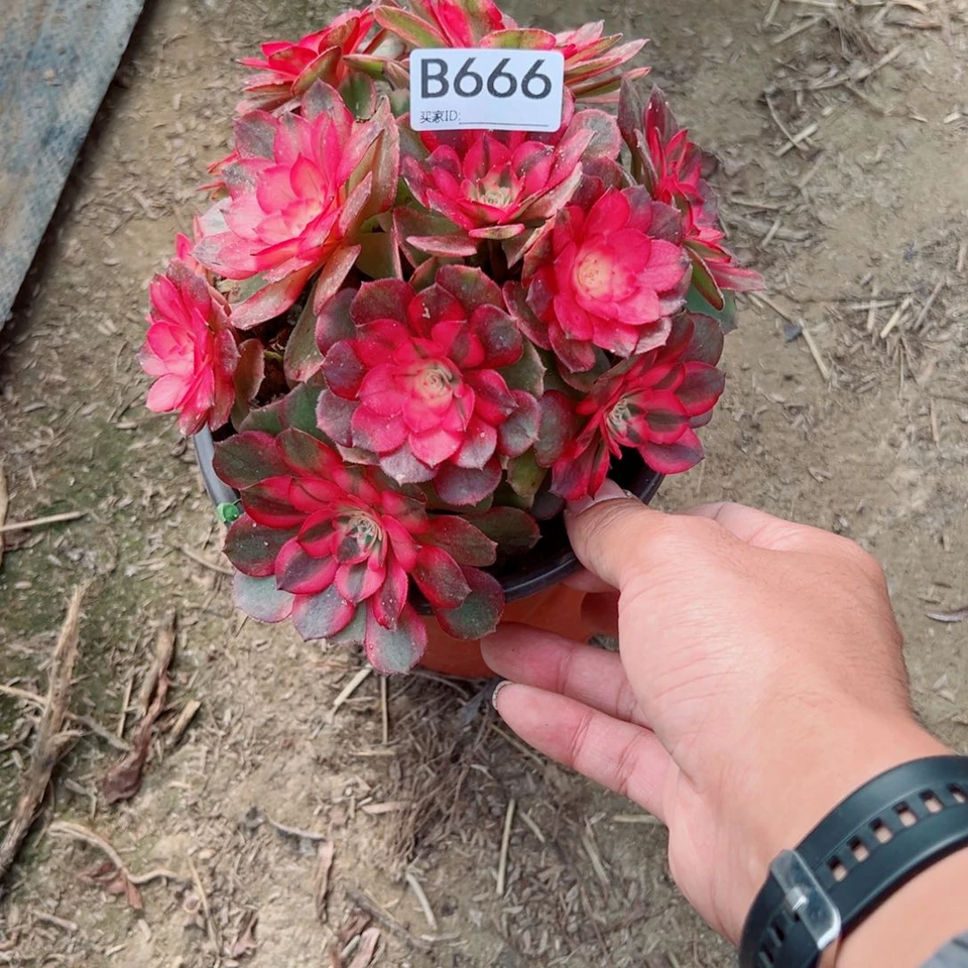 简***单666荔枝多肉植物法师