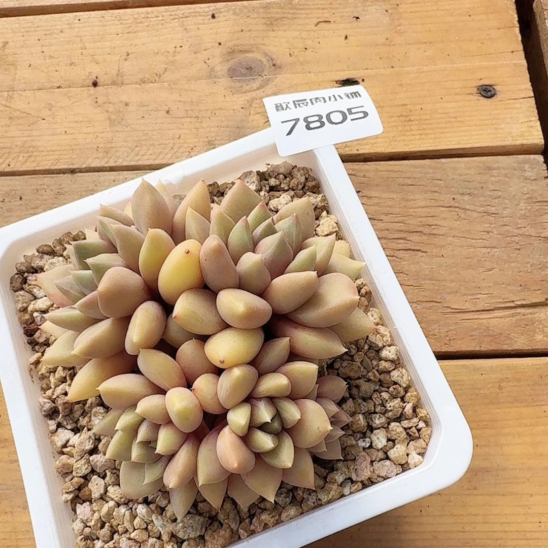 多肉植物红象牙群里7805