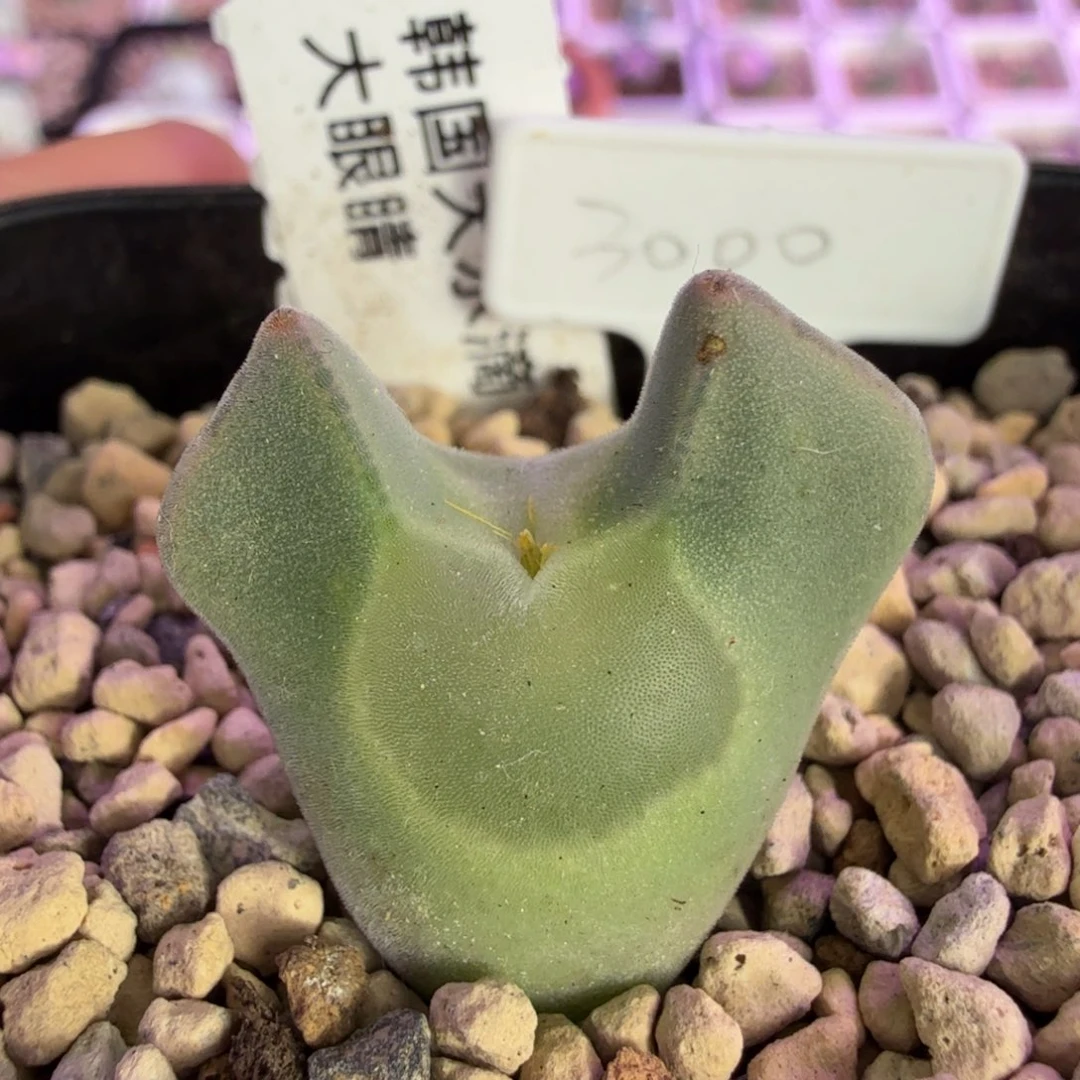 韩国水滴大眼睛 11-27-L12