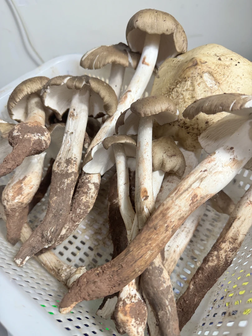 四川野生斗鸡菇500克鸡枞菌煲汤爆炒清蒸顺丰空运山珍