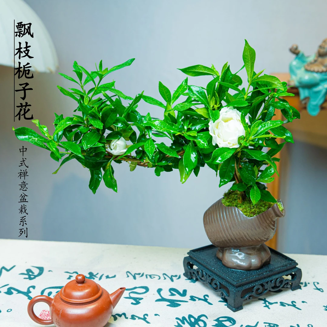 飘枝栀子花浓香型多季开花栀子花盆栽室内办公室好养花卉植物