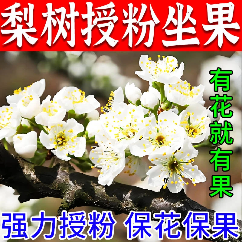 梨树授粉座果精【梨满枝】增产剂梨树保花座果灵催花授粉防落增产