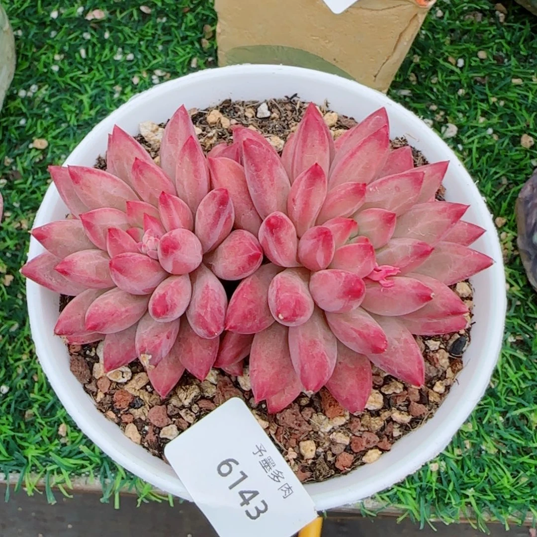 虞美人，6143多肉植物