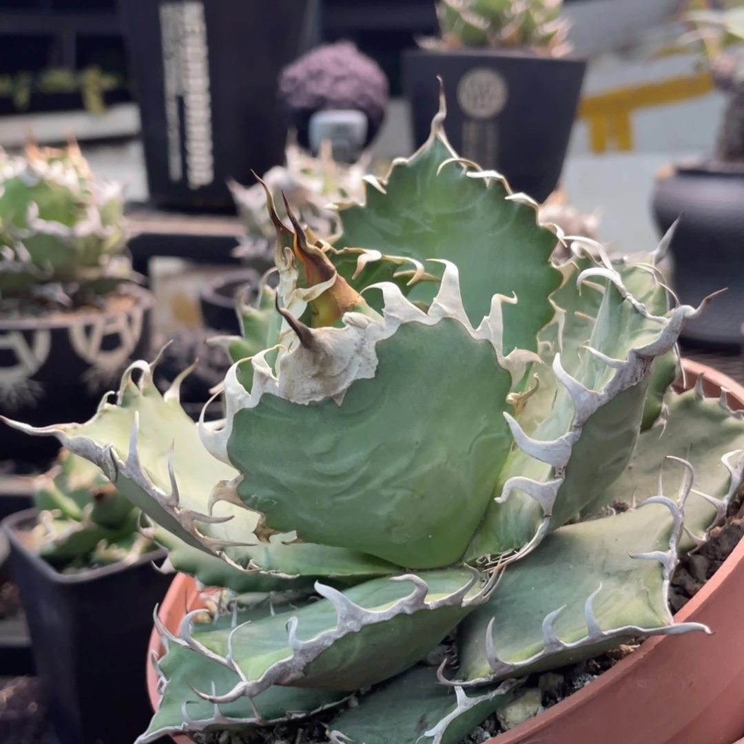 野二1401111111111111