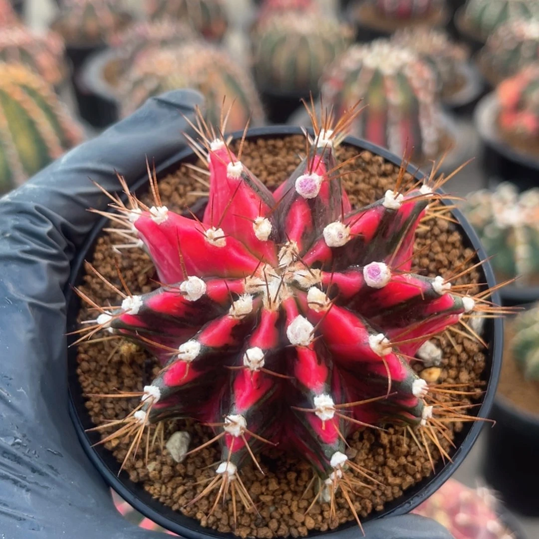 降*实生哈特价给哈哈哈