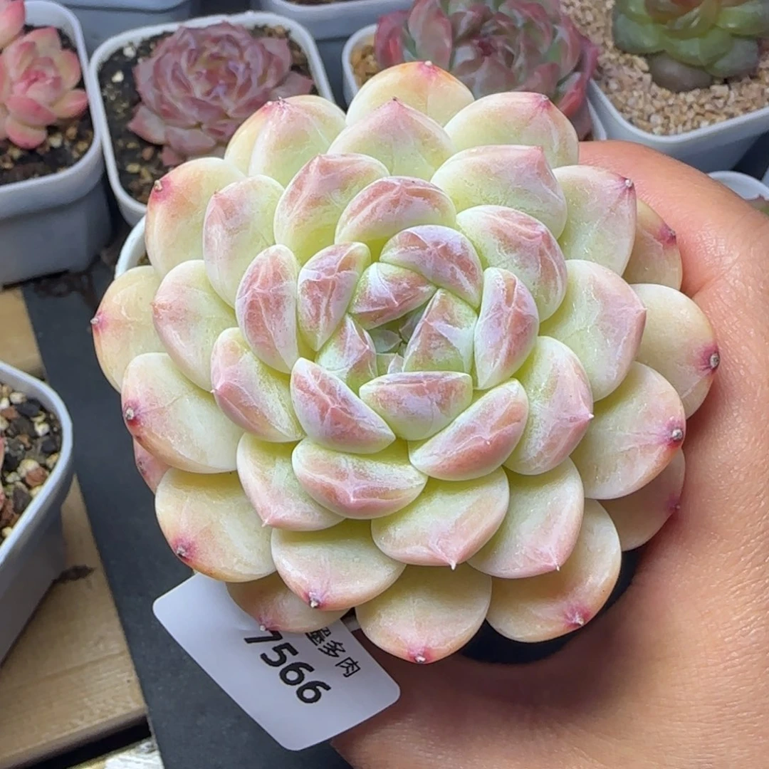 黄冰魄，7566多肉植物