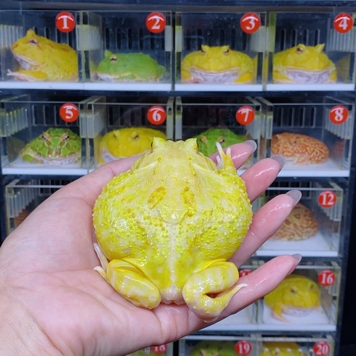 角蛙恭喜发财大吉大利