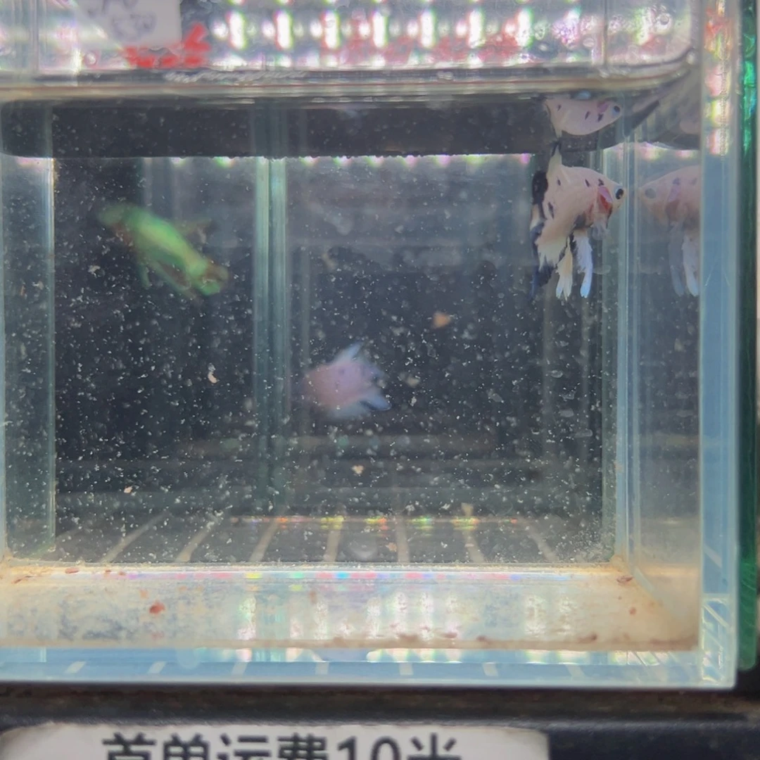 海水热带鱼斗鱼31号