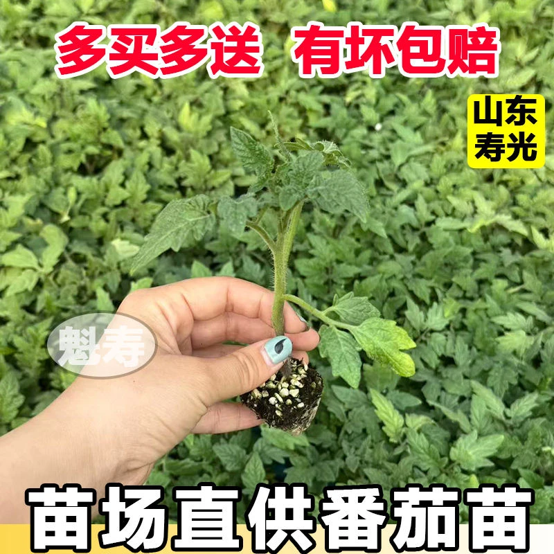 大红硬果番茄苗秧带士球四季高产大西红柿种子大面积种植圣女果苗