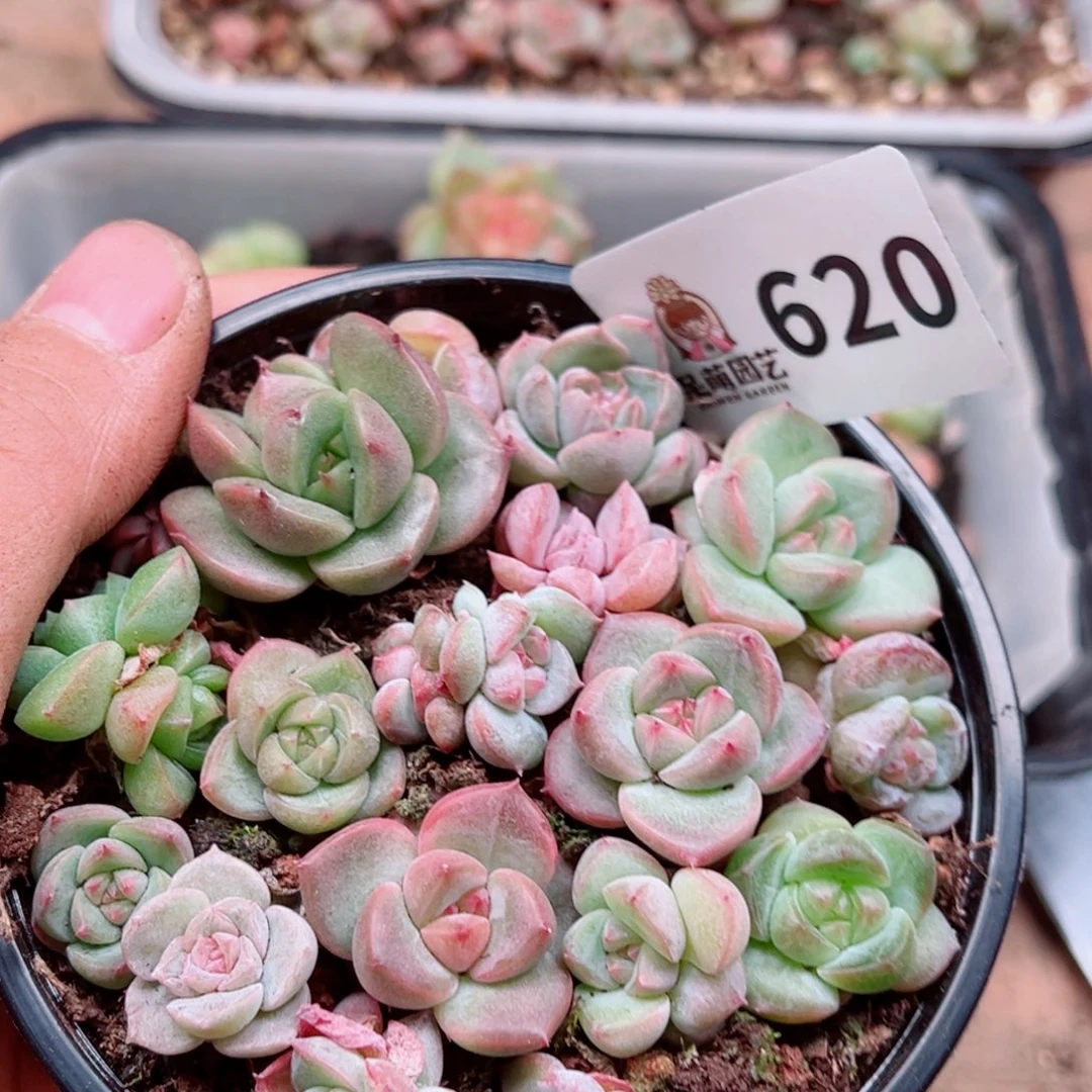 多肉植物多肉植物